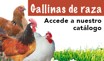 Catálogo de razas de gallina
