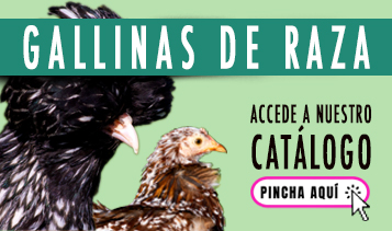 Catálogo de razas de gallina NUEVO
