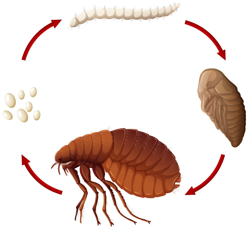 ciclo vida de la pulga
