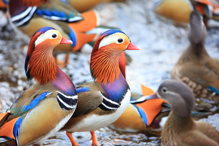 Que Comen Los Patos Conoce Los Cuidados Basicos De Los Patos Que Comen Los Patos Conoce Los Cuidados Basicos De Los Patos