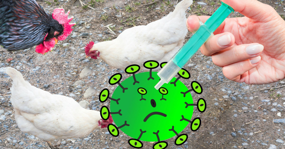 Resultado de imagen para enfermedades gallinas