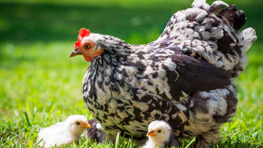 Cuanto Tiempo Demora Una Gallina En Sacar Pollitos