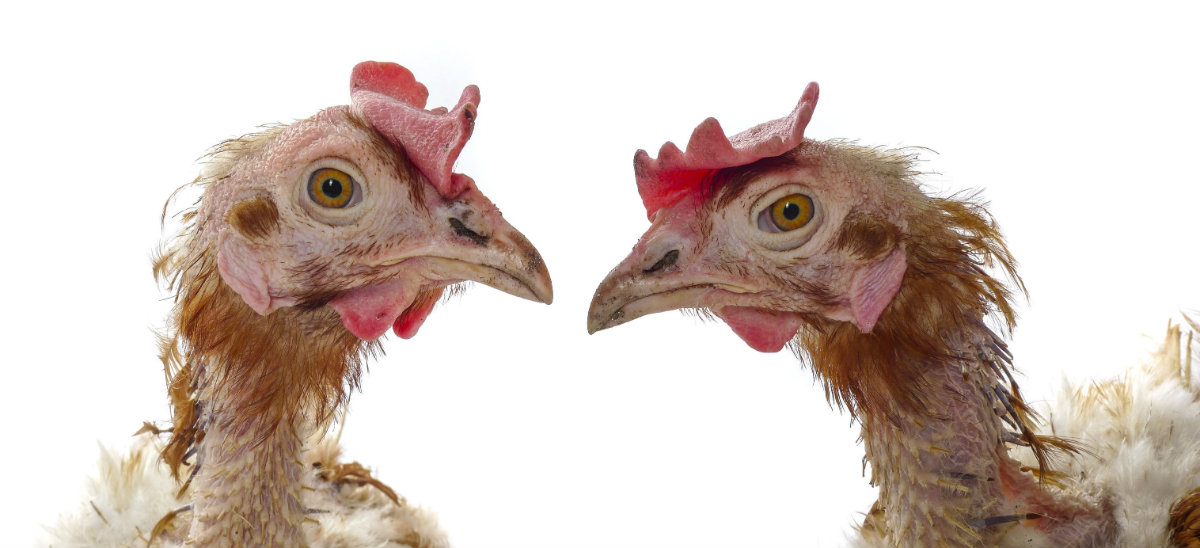 Gallinas Sin Plumas: ¿Cuándo Mudan las Gallinas las Plumas?