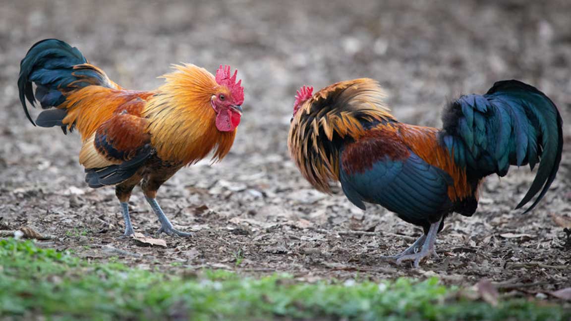 Por Qué Los Gallos Se Pelean? Jerarquía y Otras Causas