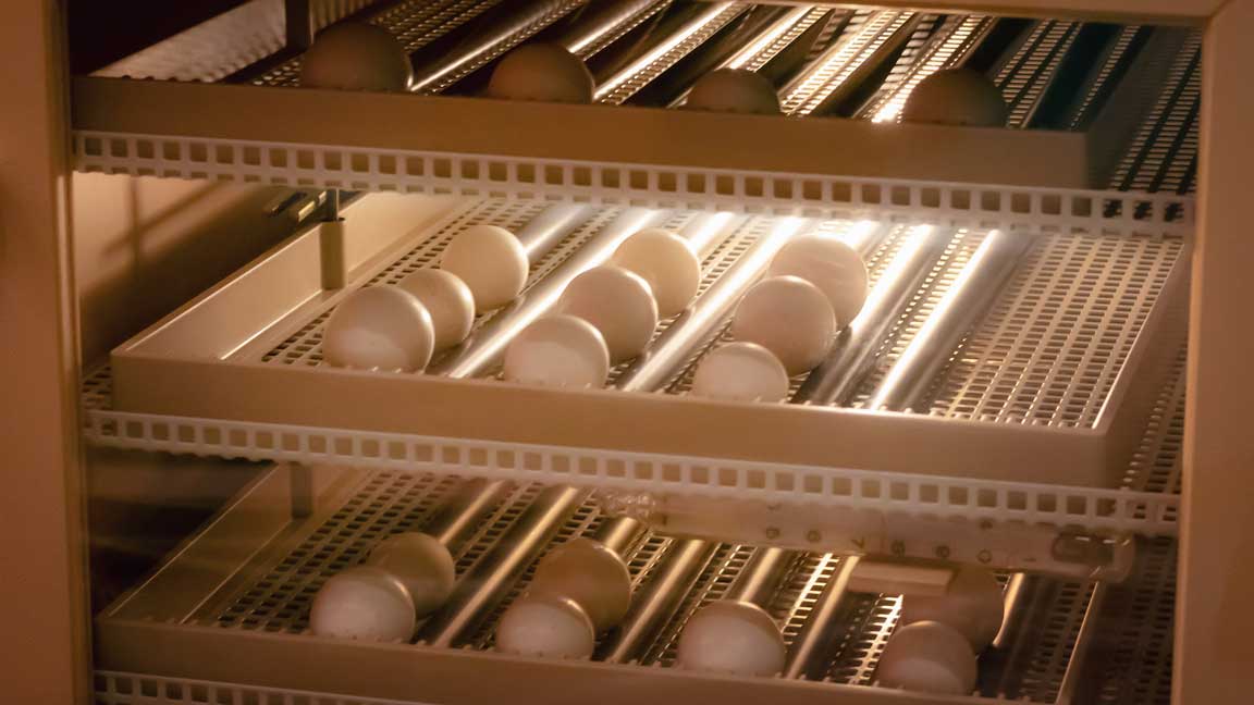 Cómo Almacenar Los Huevos Para Una