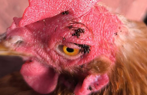 La Pulga de las Gallinas: Echidnophaga gallinacea