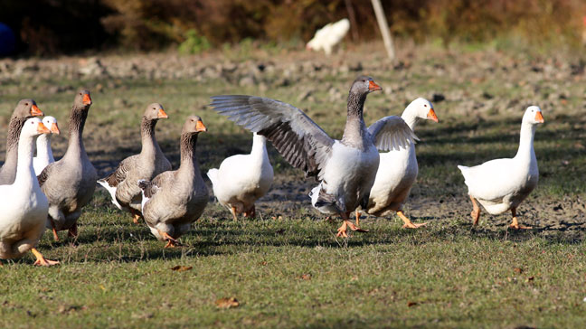 ¿Las Ocas o Los Gansos Pueden Volar Como Otras Aves?