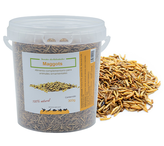 Maggots para alimentación de animales