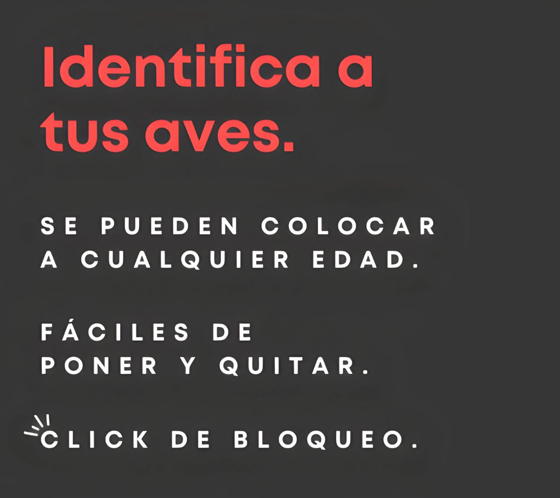 anillas clic para aves	