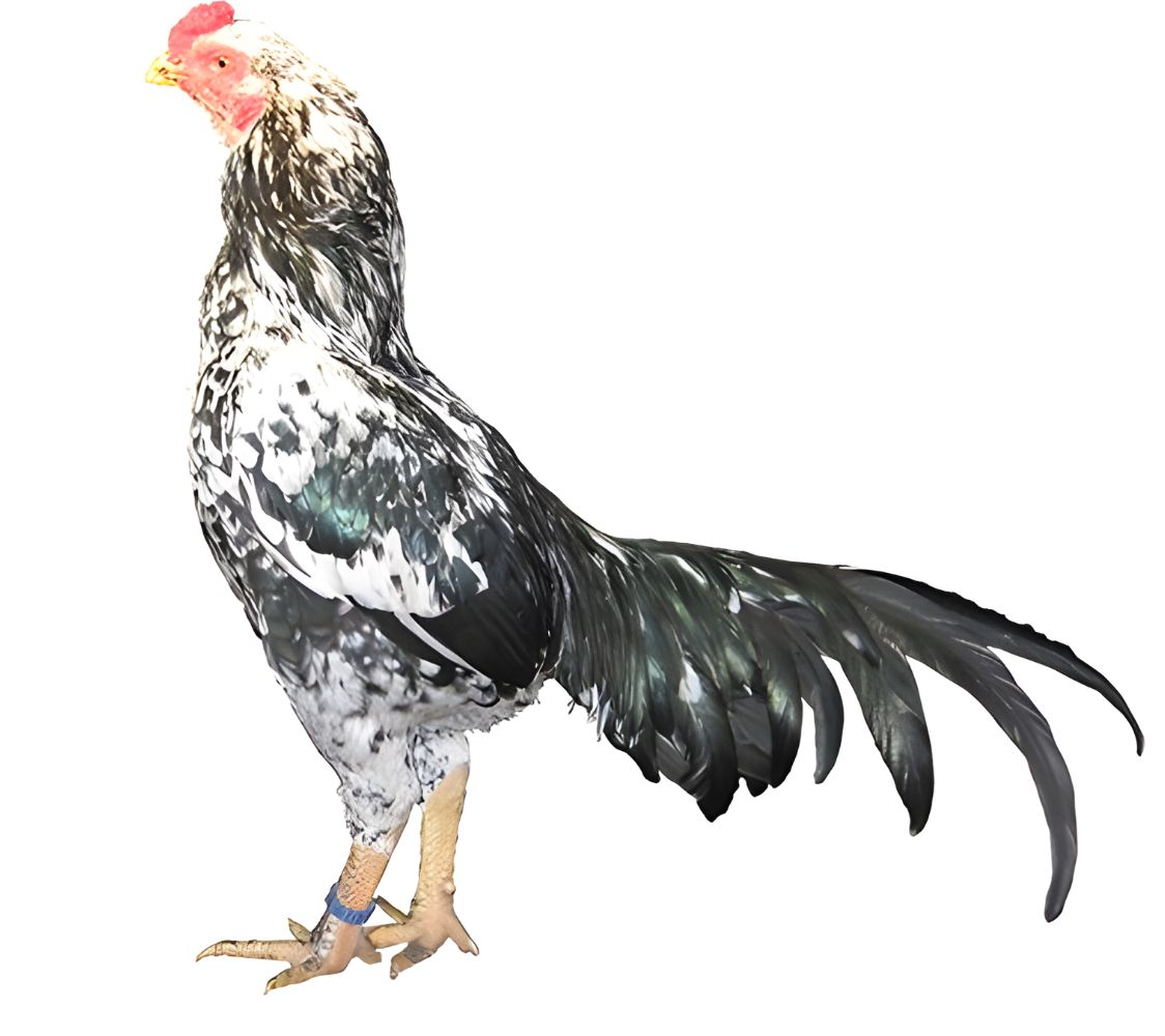 gallo combatiente asil	