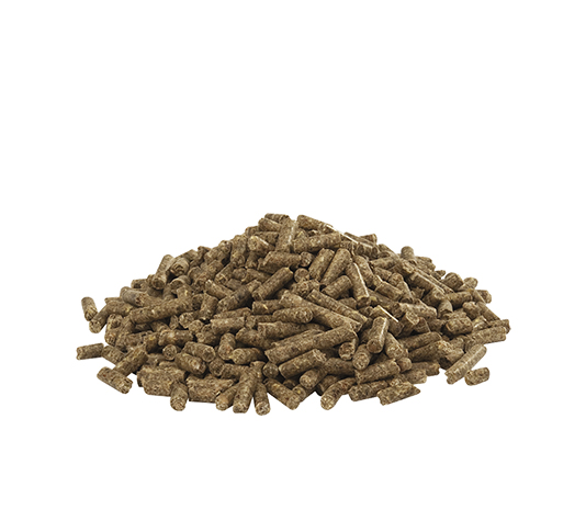 pienso para avestruces