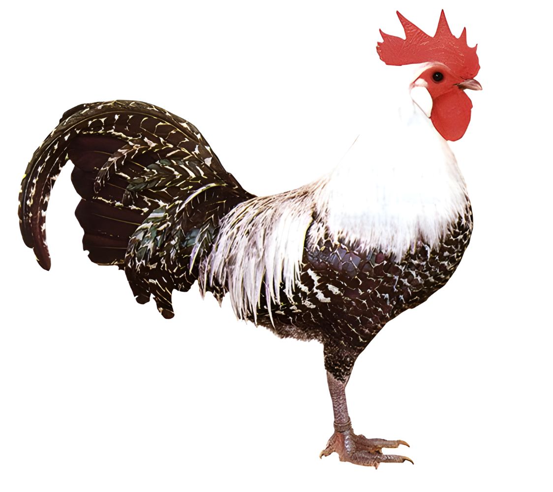 macho gallina de raza brakel	