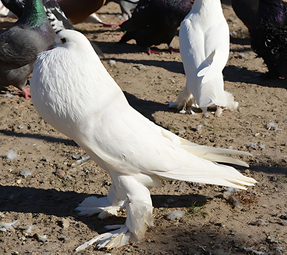 buchón de pomerania color blanco	