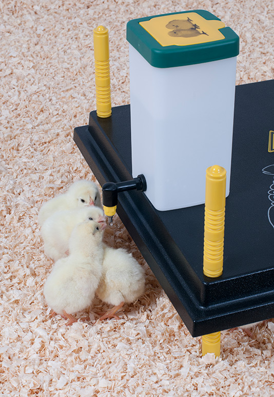 pollitos bebiendo de chupete