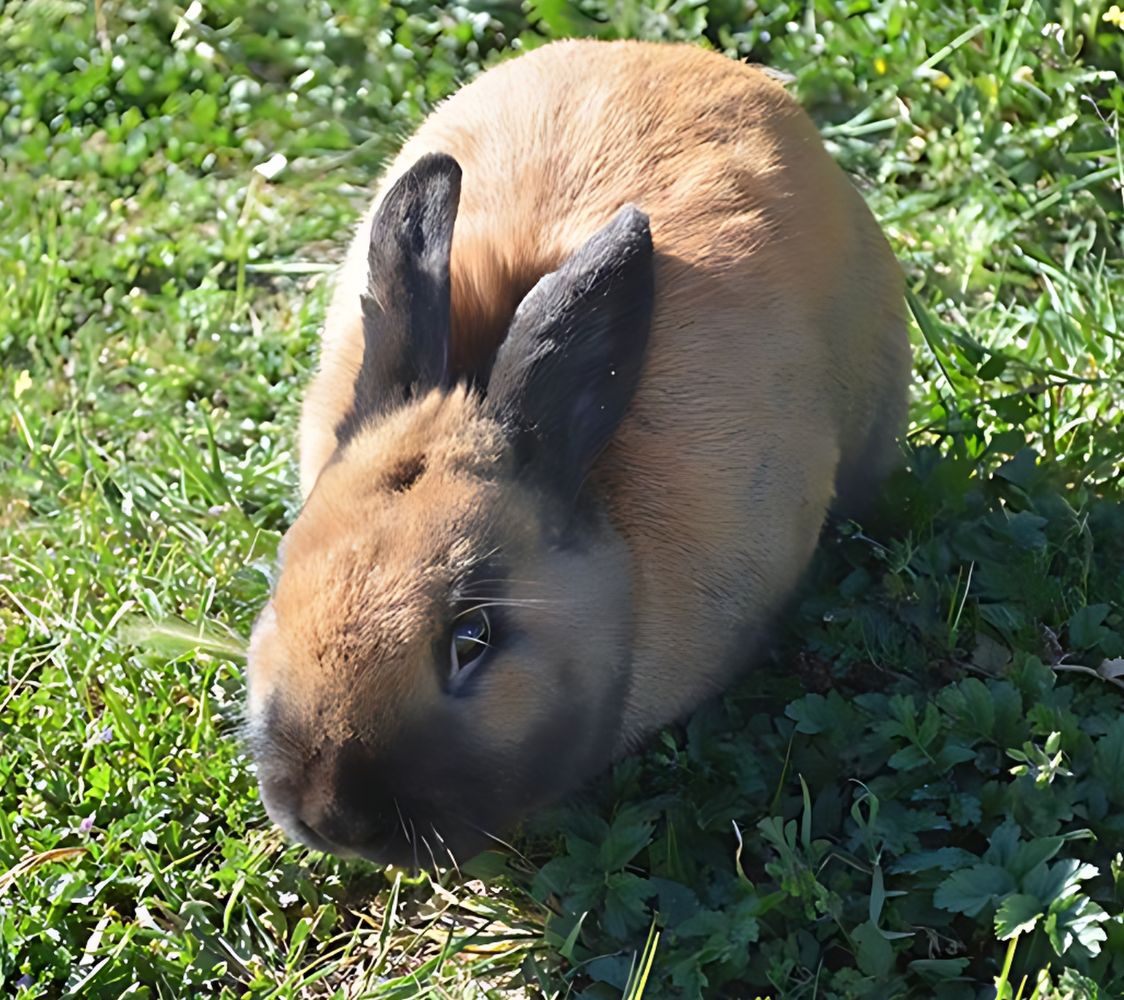 raza conejo Turingia	
