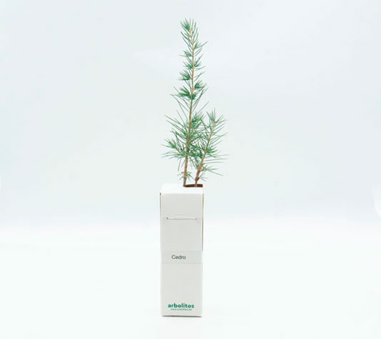 Cedro para regalar