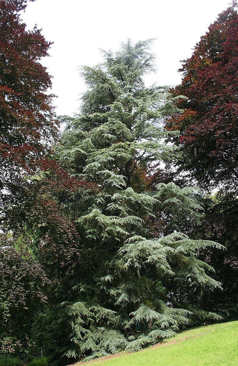 Puede vivir hasta los 600 años