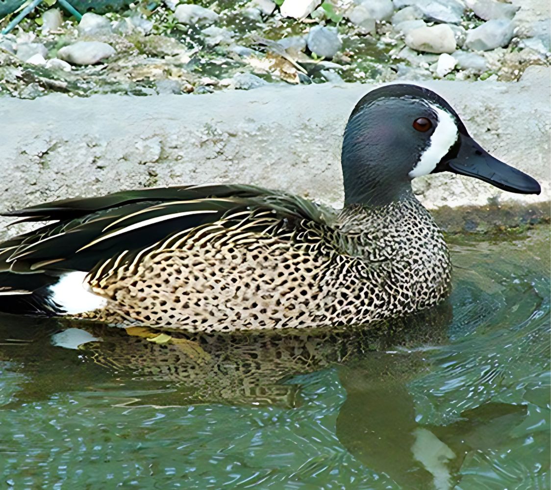 Cerceta aliazul (Anas discors) | Finca Casarejo
