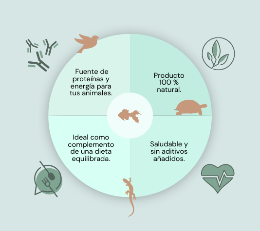 Insectos secos para aves