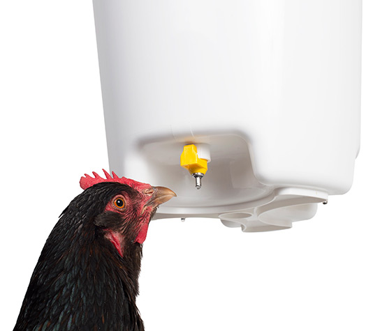 gallina bebiendo de chupete