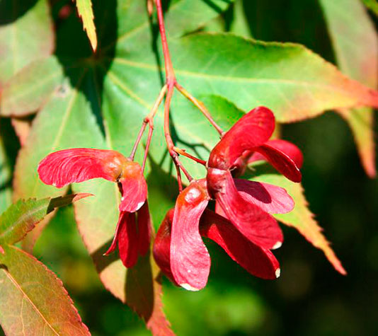 flor del arce japones