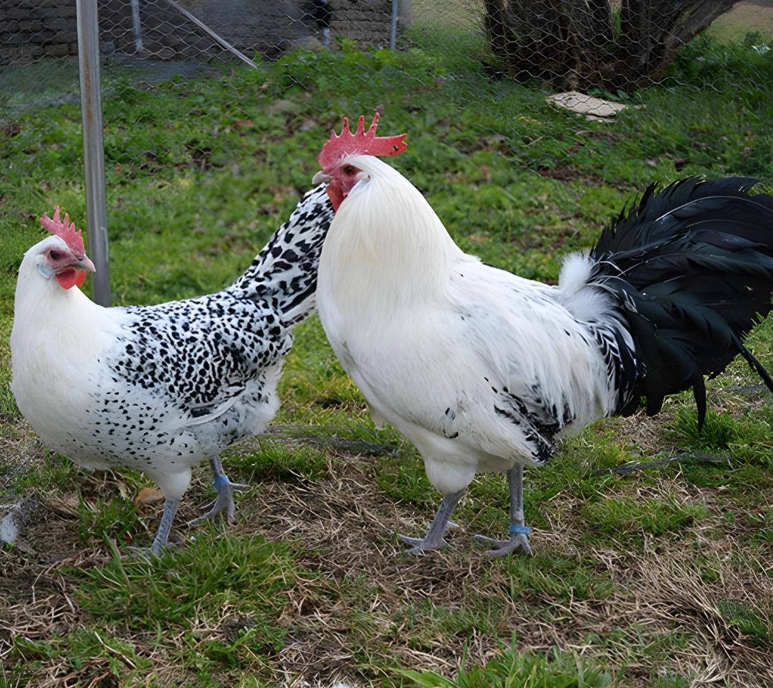 pareja frisona plata	