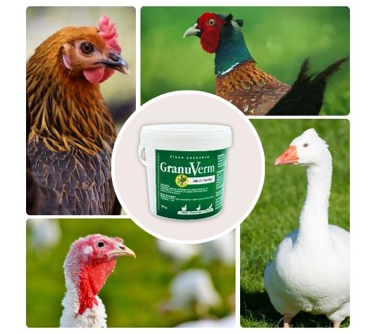 Desparasitación interna de aves de corral