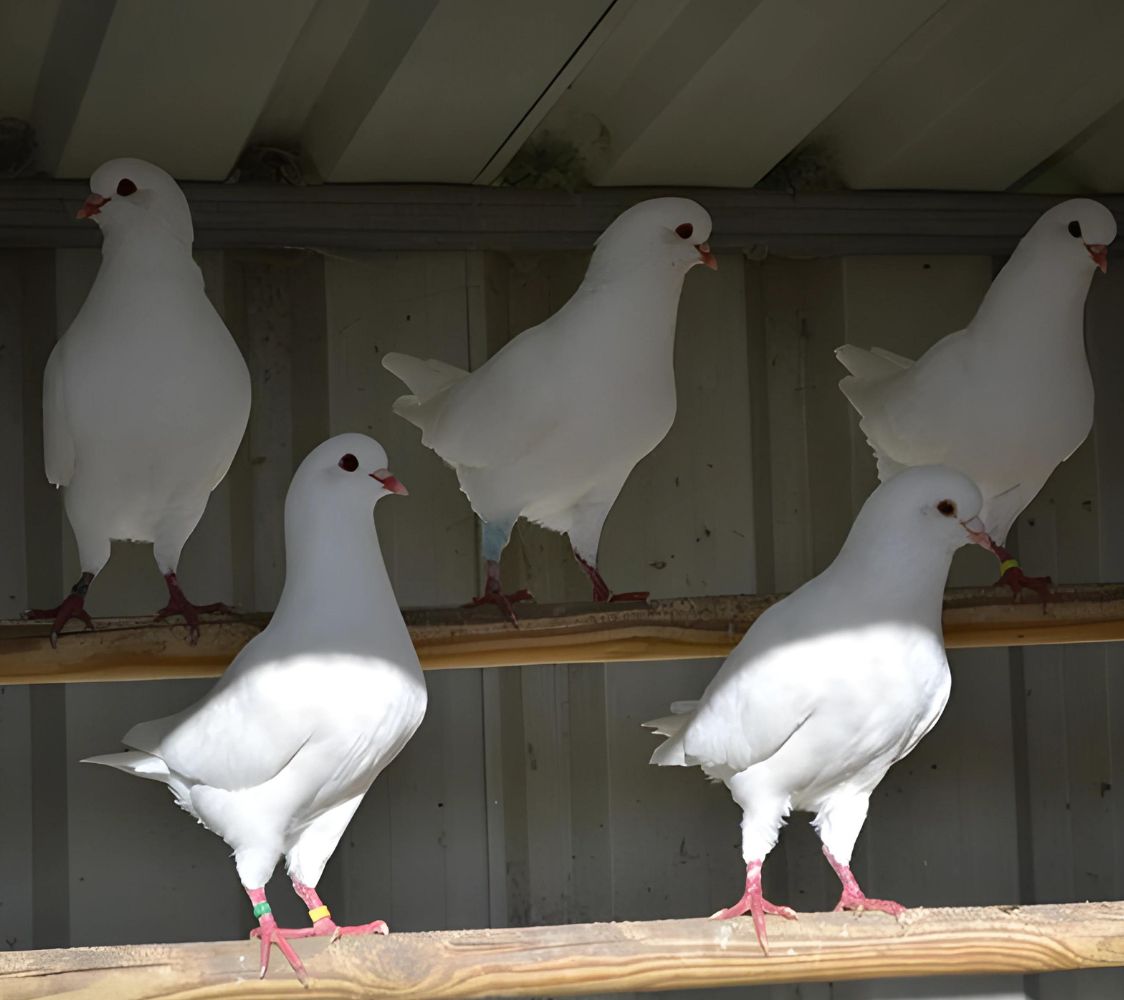 grupo de monedenesa alemana color blanco	