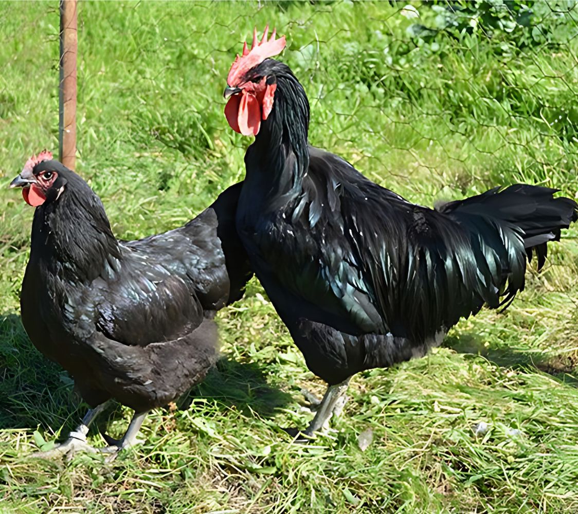 pareja jersey gallinas gigante	