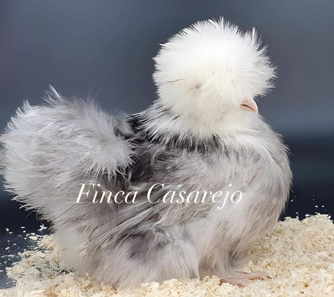 gallina sedosa azul copete blanco	