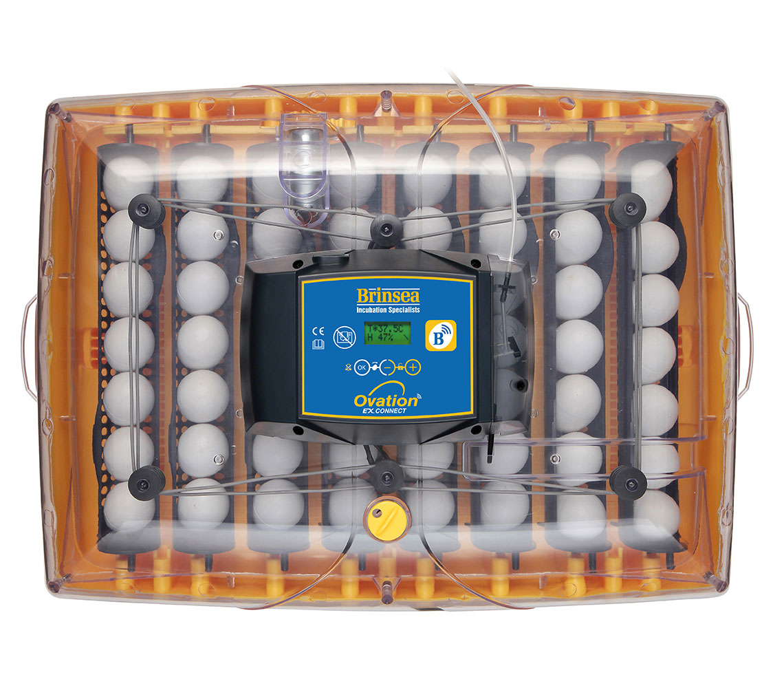 incubadora para 50 huevos brinsea