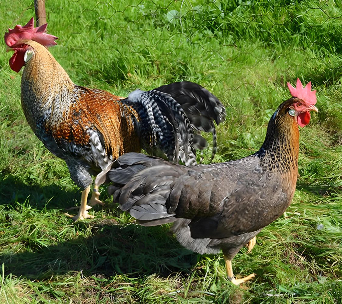 pareja gallina italiana cuclillo dorado	