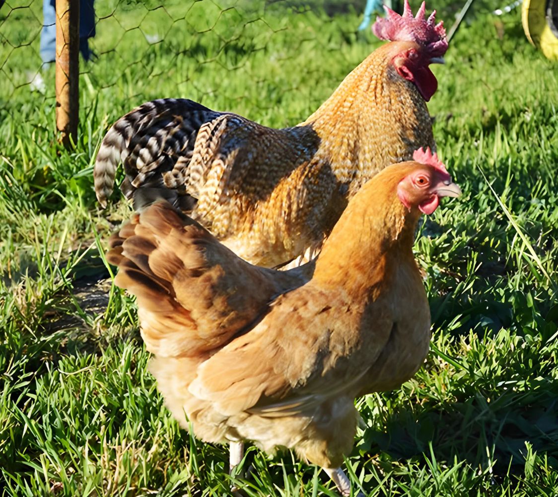 gallina de raza niederheiner enana	