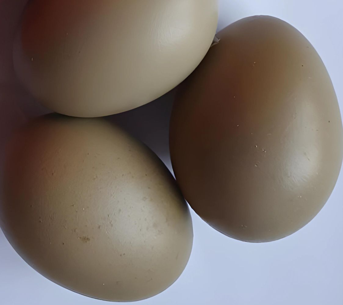 Olive eggs	