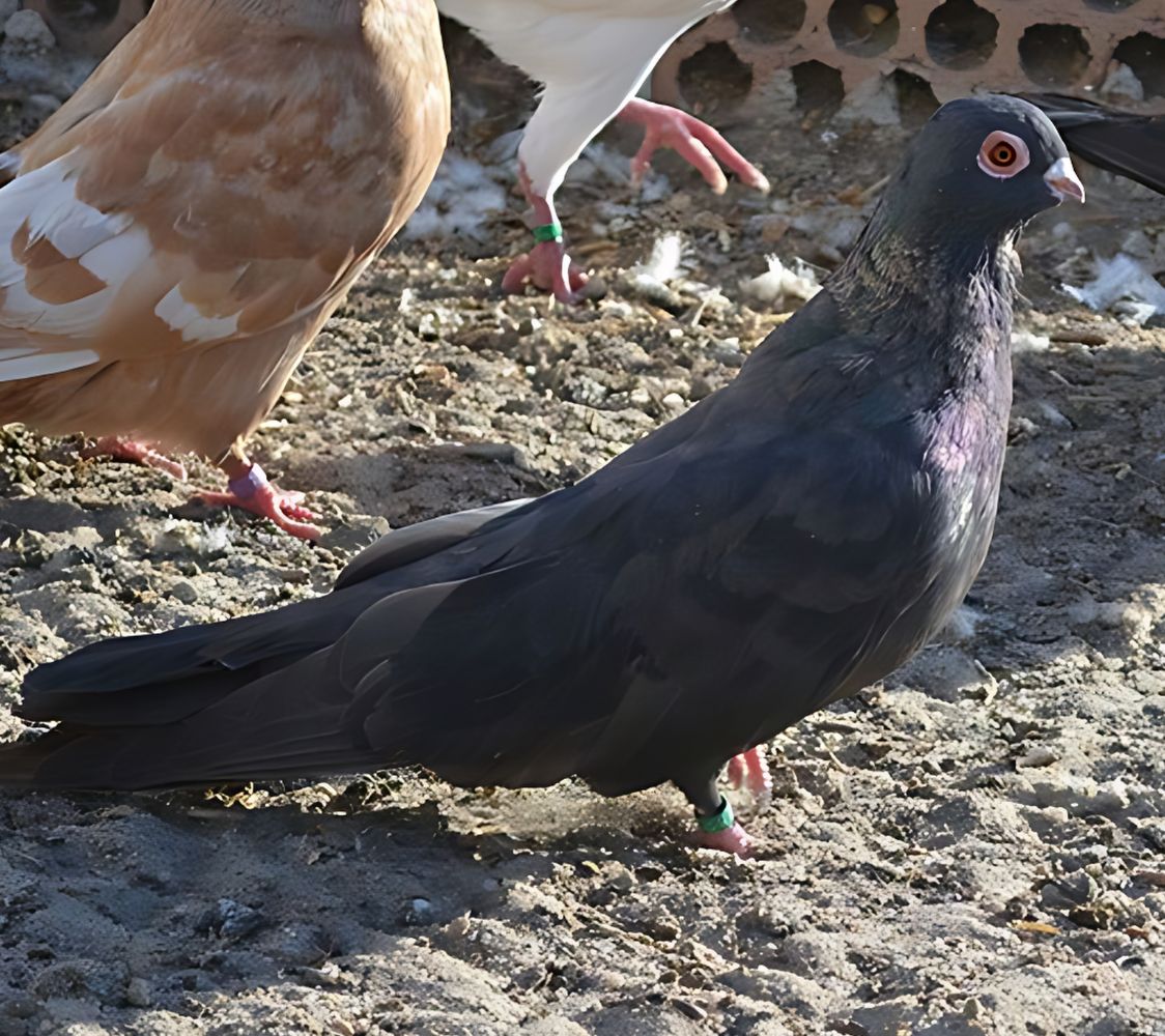 paloma swift de egipto negra	