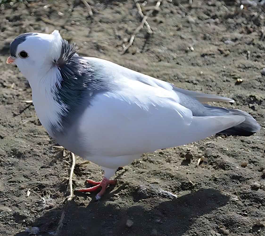 paloma fantasía volteadora de felegyhaza	