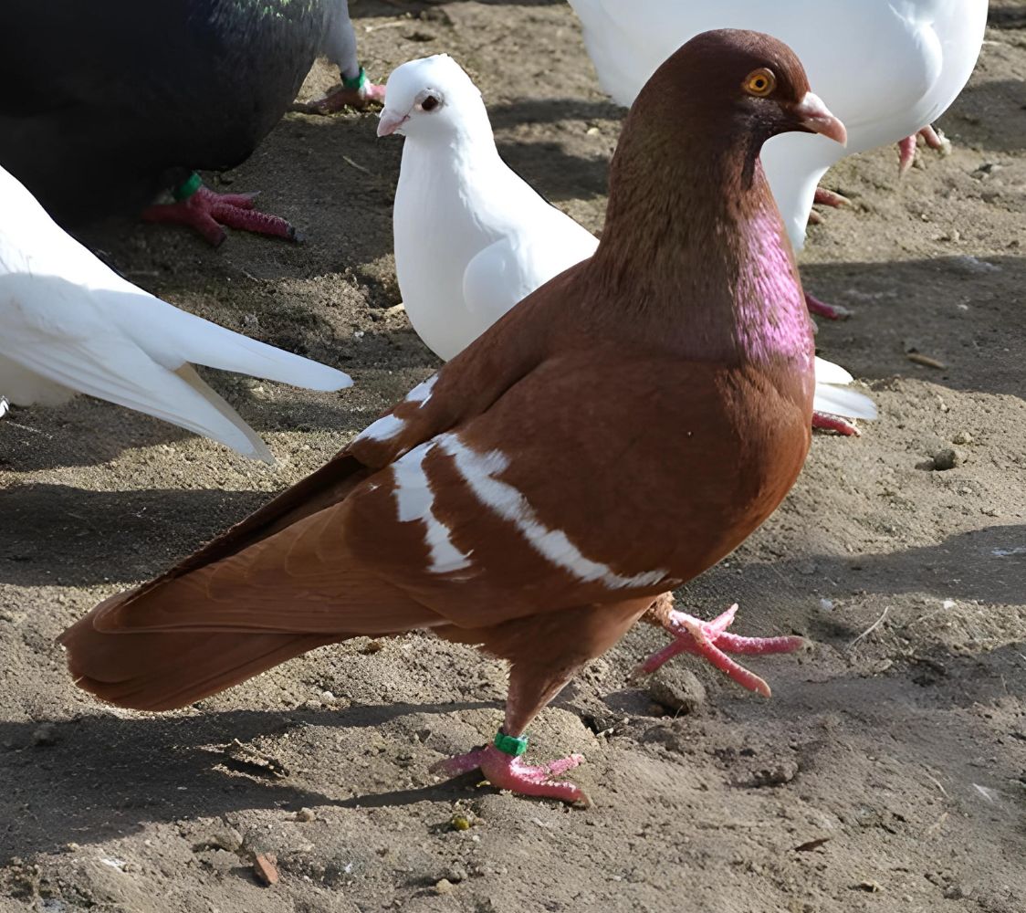 Paloma Campestre de color rojo con barras blancas	