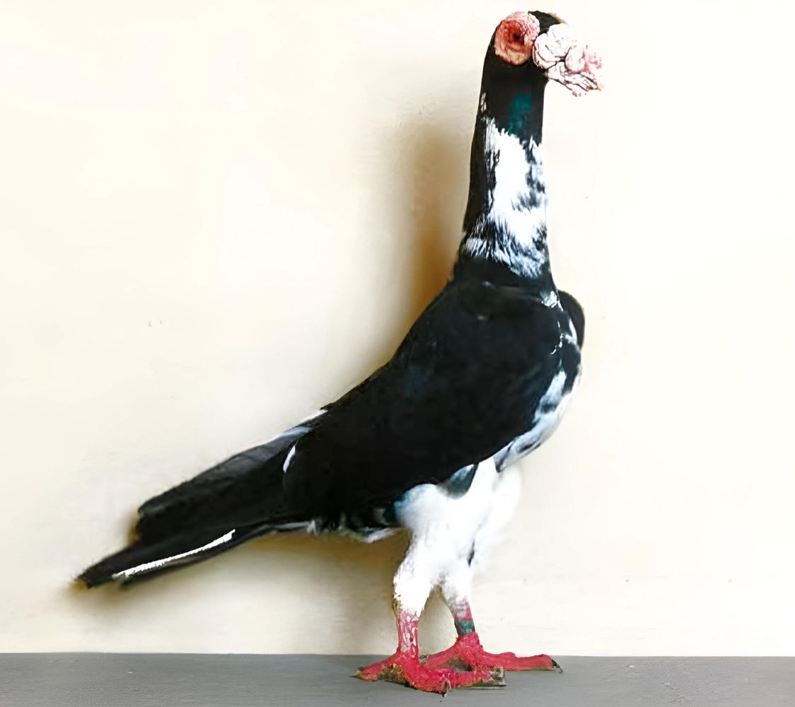 Comprar palomas Carrier 