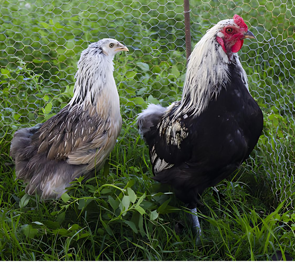 Pareja Araucanas color plata