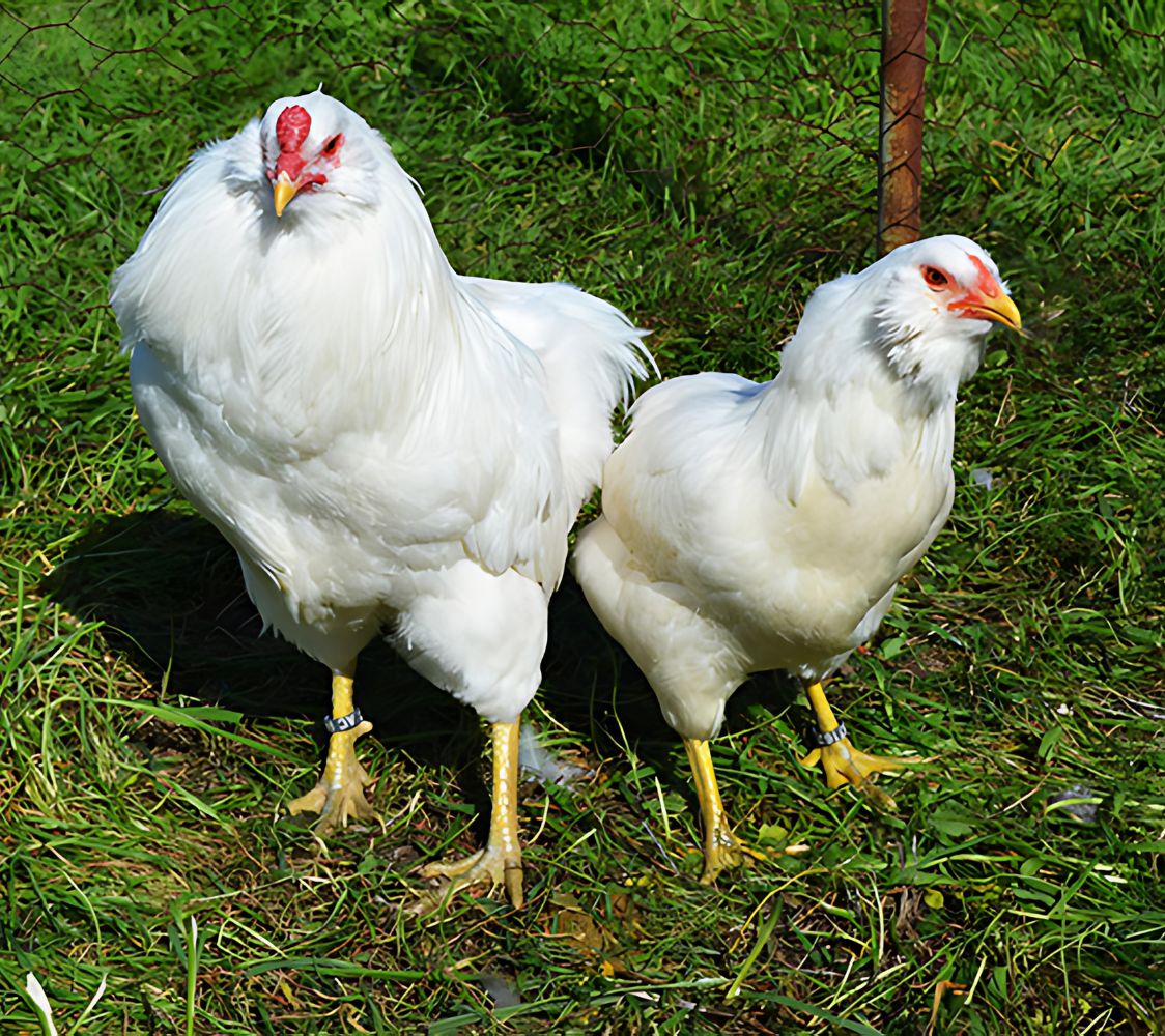 pareja gallinas araucanas blancas	