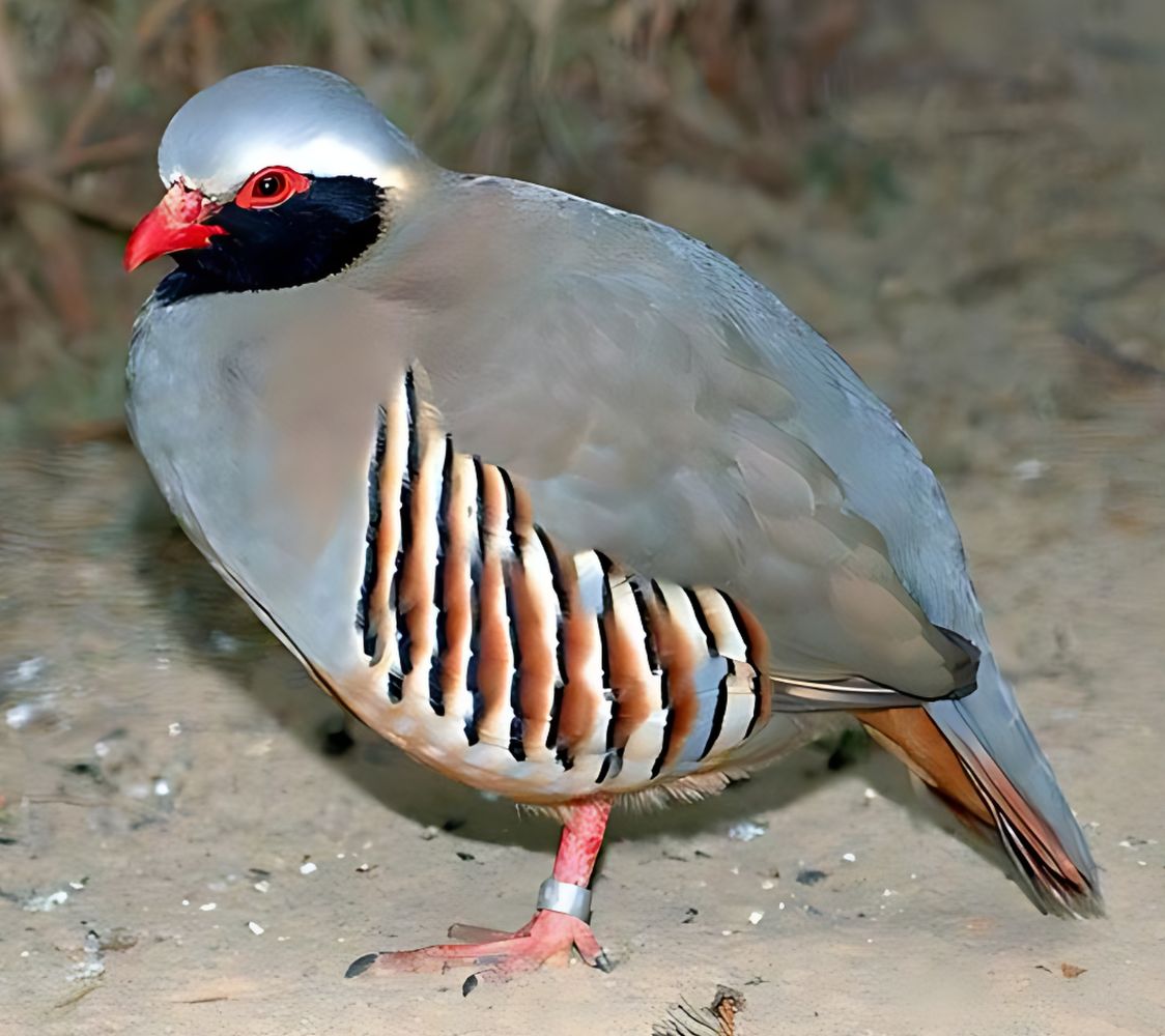 perdiz gorginegra (alectoris philbyi)	