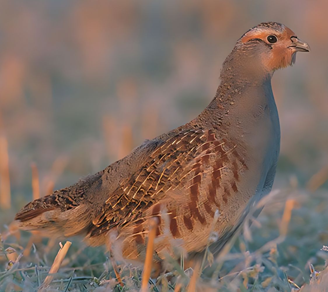 perdiz pardilla perdix	perdiz