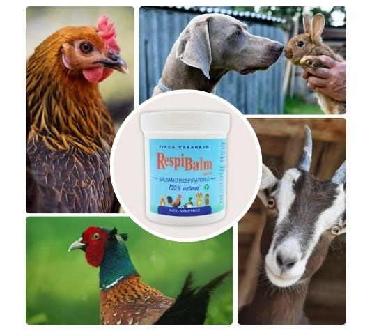 Bálsamo natural contra el resfriado de las gallinas