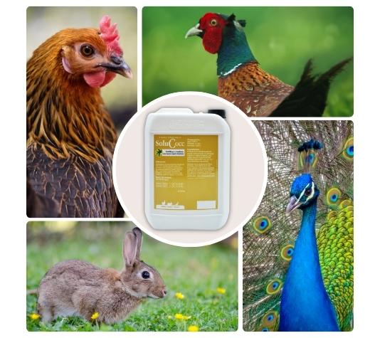 coccidios en las aves