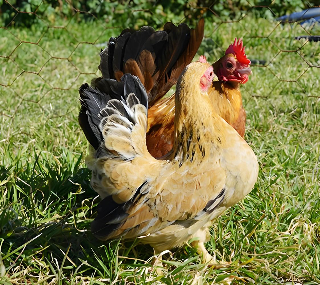 gallina enana serama	