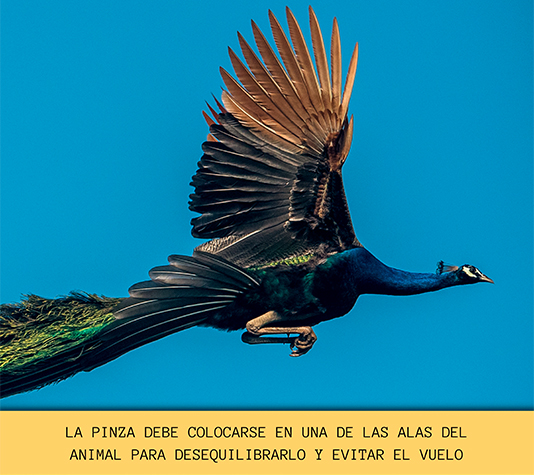 pinza evita vuelos pavo real