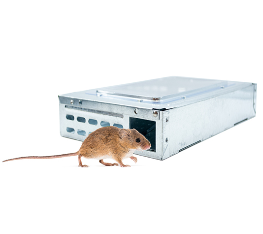 	trampa captura ratones