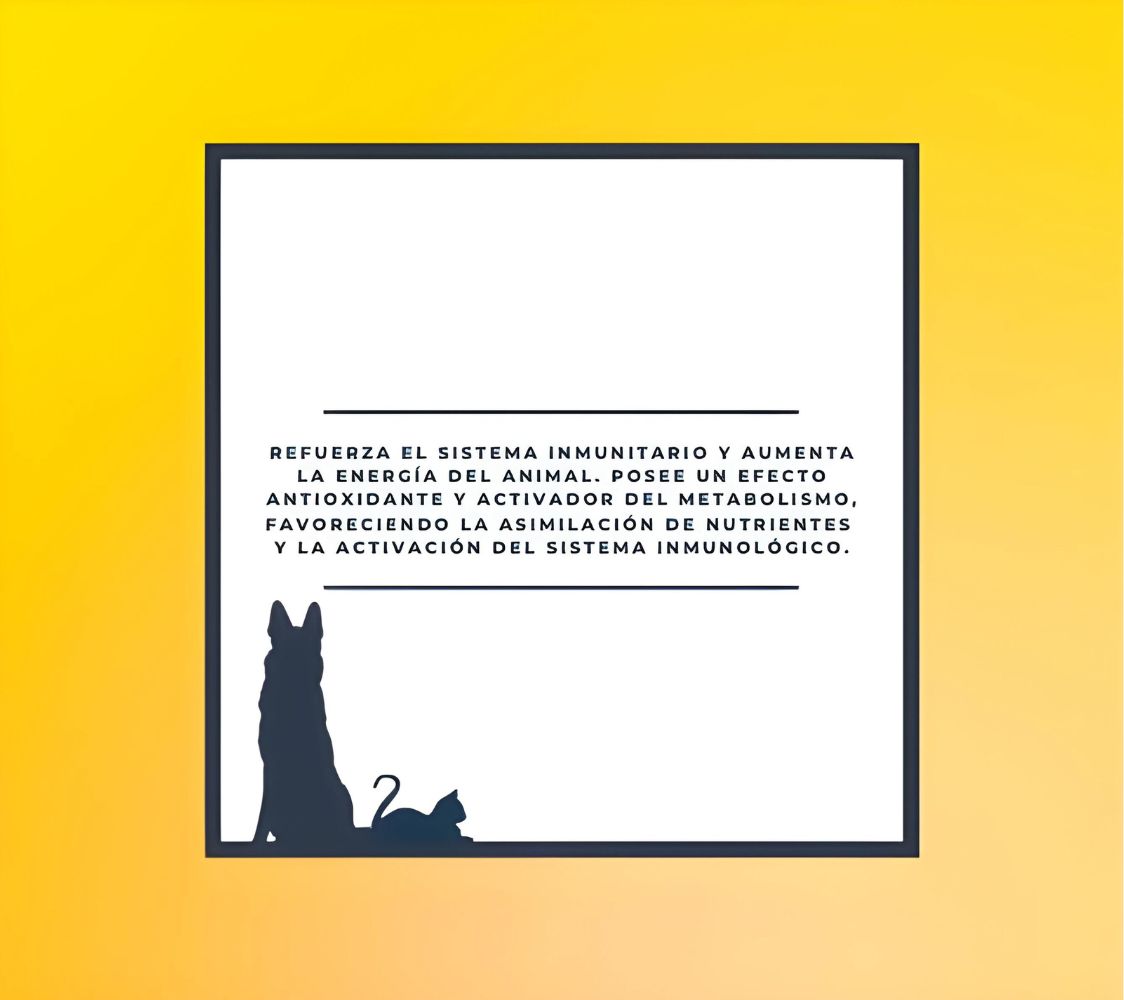 Reforzar el sistema inmunitario de mascotas	