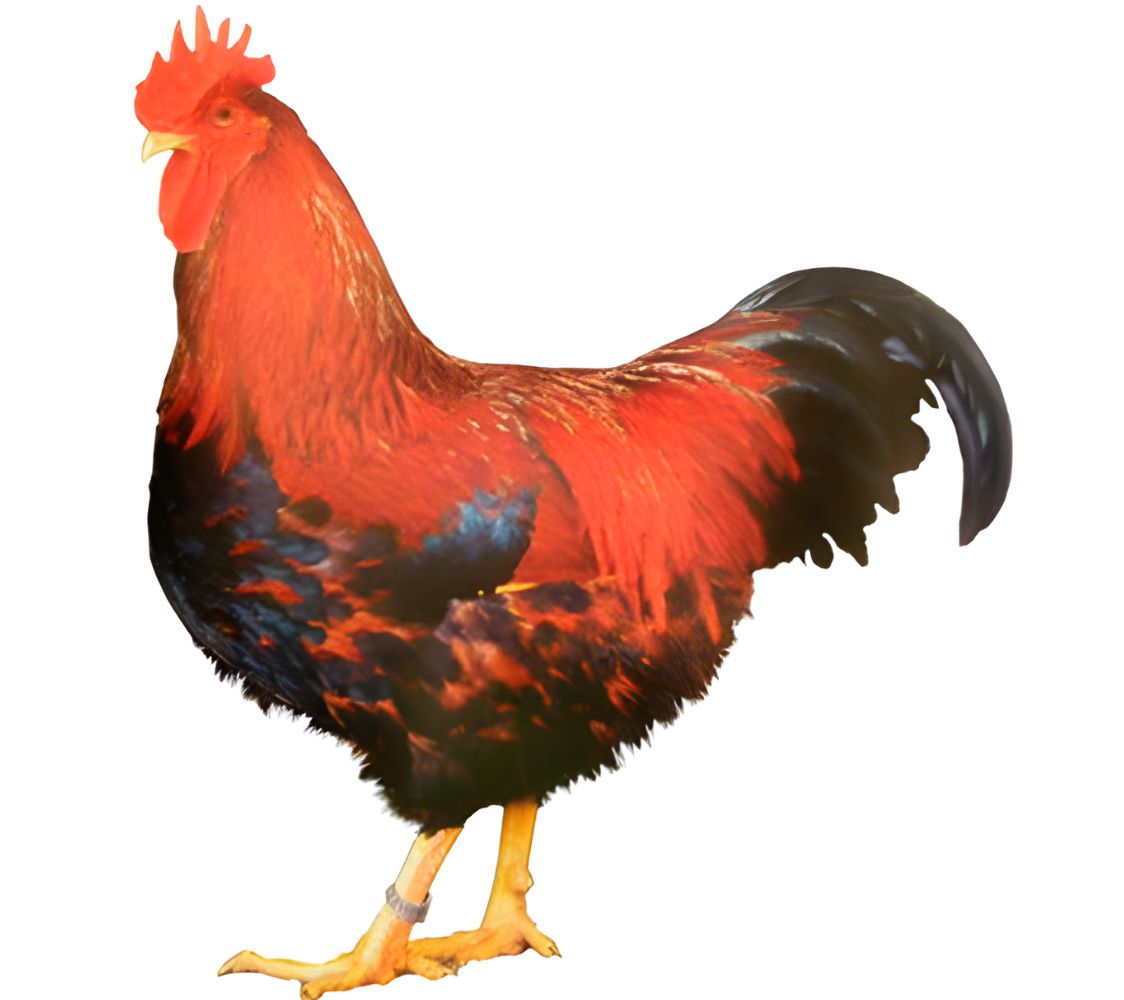 macho raza de gallina welsumer	