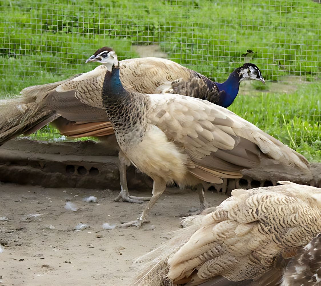 Pavo Real púrpura macho	